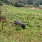 rubbish collection asap SW15 - removed for £15