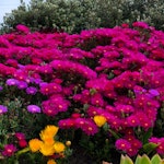 ew SW15 - removed for £100